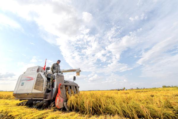近日,吉林农民驾驶农机收割水稻.