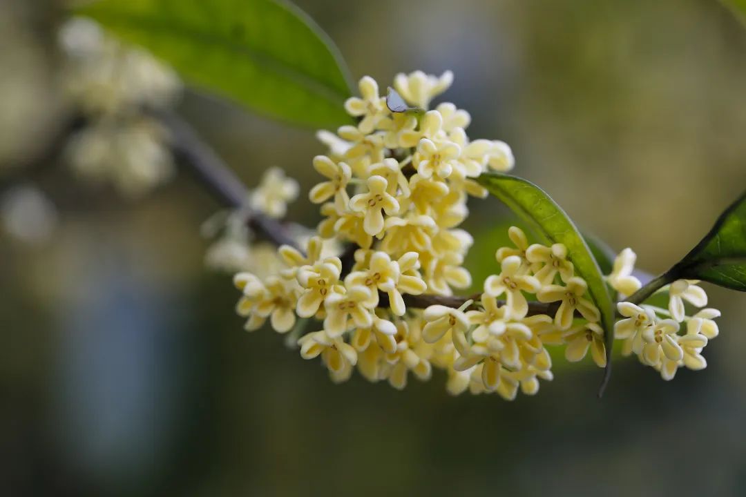 桂花什么时候开花时间(桂花什么时候开花时间一天之内)