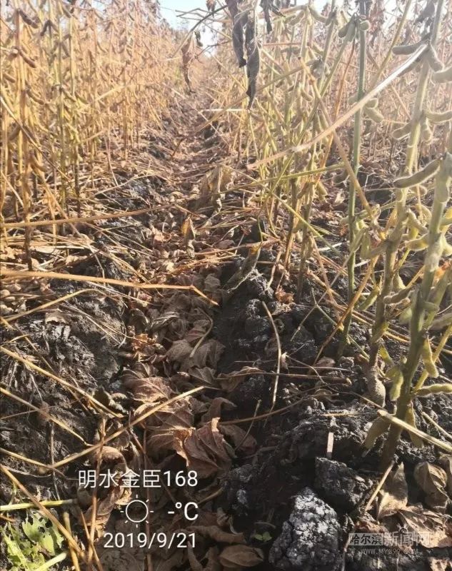 370斤亩哈市育成高产耐盐碱大豆新品种