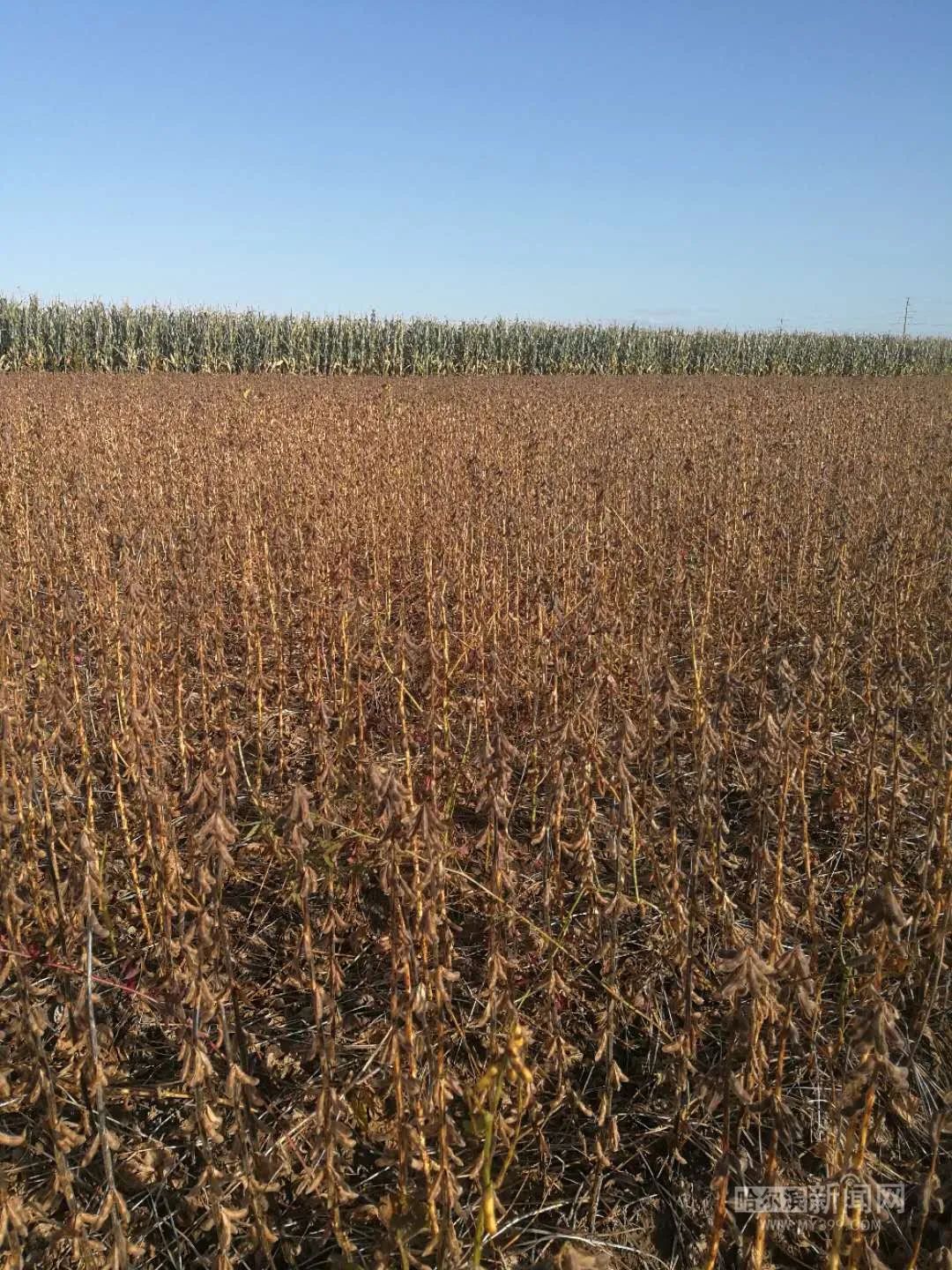 370斤亩哈市育成高产耐盐碱大豆新品种