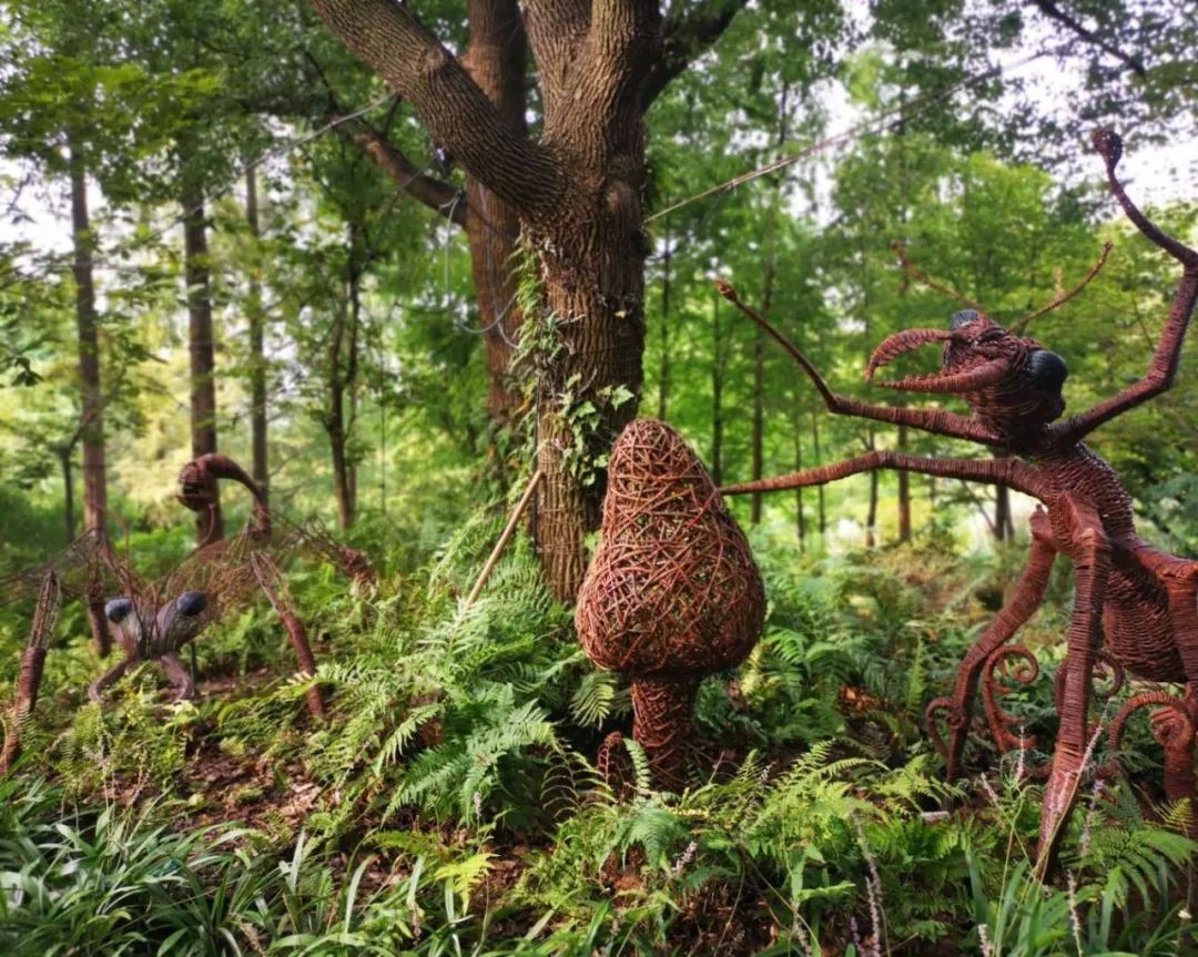 植物王国奇遇记上海植物园第四届阴生植物展如期而至