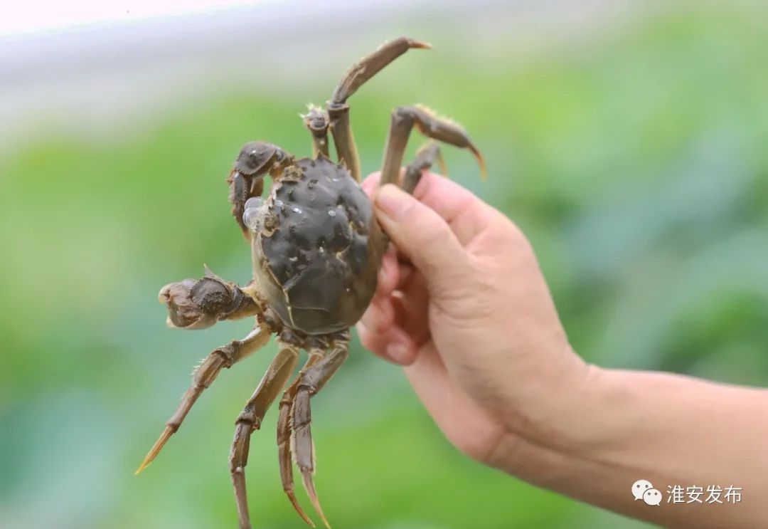 澎湃新闻