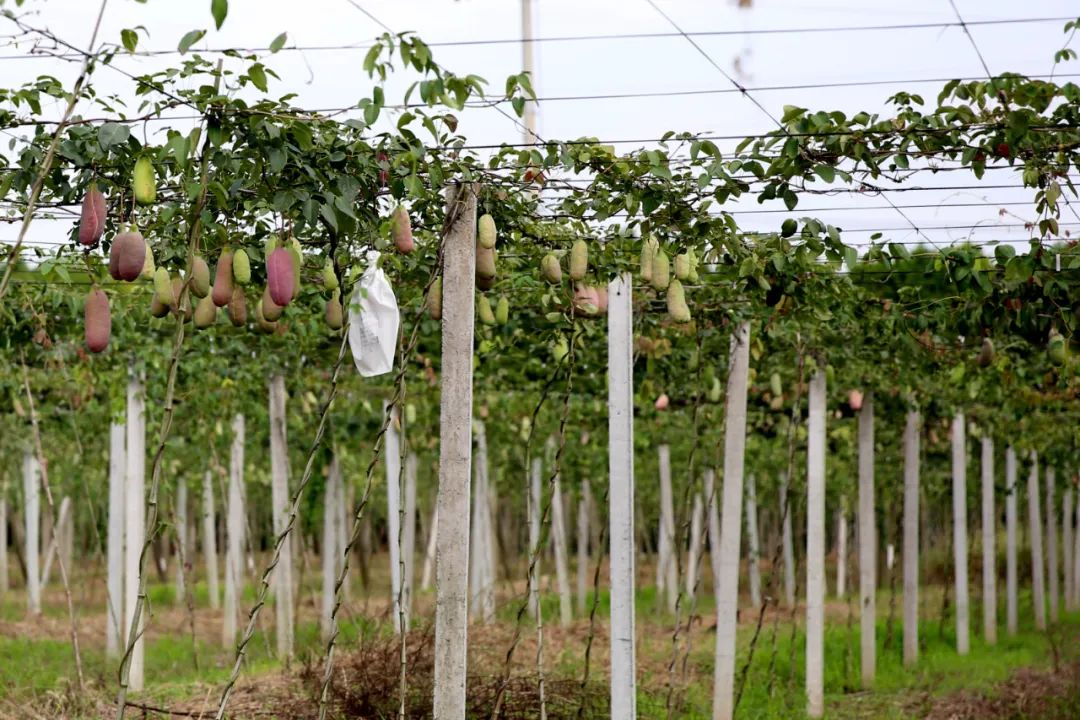 来到位于澄浏中路上的上海乾林果蔬专业合作社八月瓜种植基地,只见一