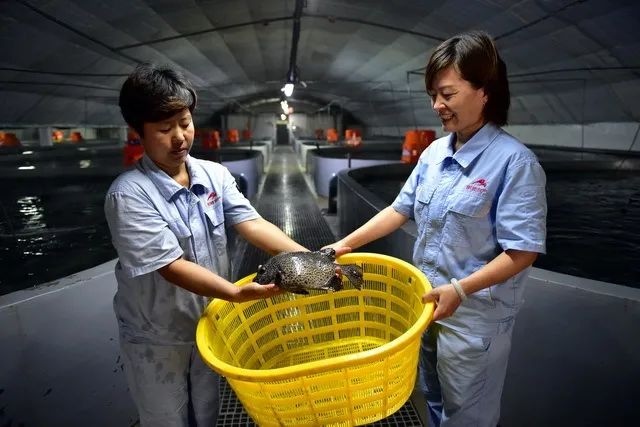 乘风破浪,且看莱州水产如何搏击,"轻而易举"扳回一局!
