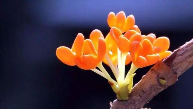 赏花秋风起桂花香渝北这些赏桂胜地走起