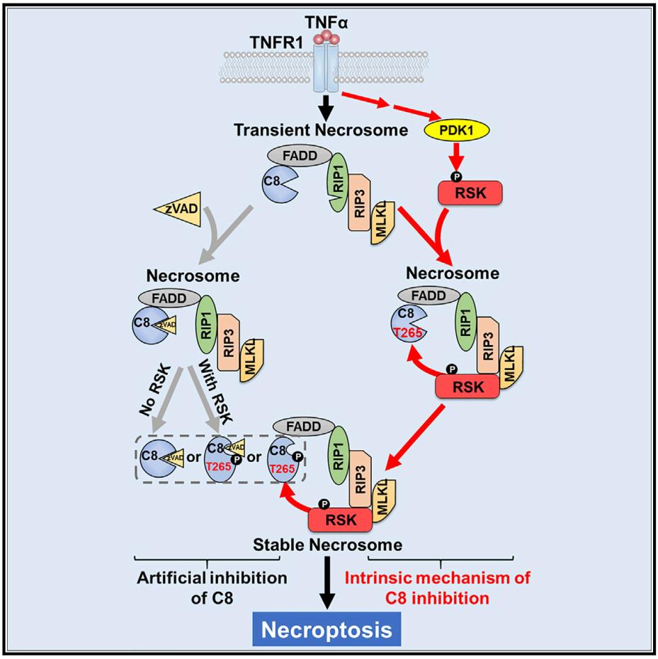 学术前沿韩家淮莫玮合作揭示解除caspase8对necroptosis抑制作用的内