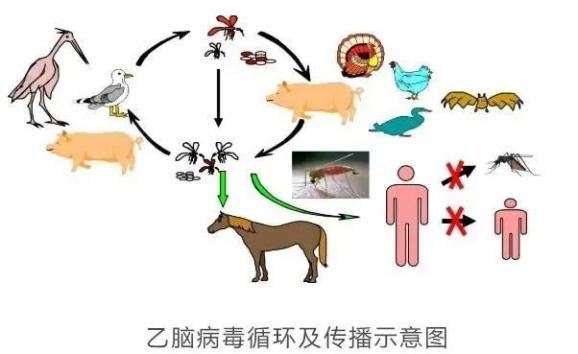 乙脑病毒分布图图片