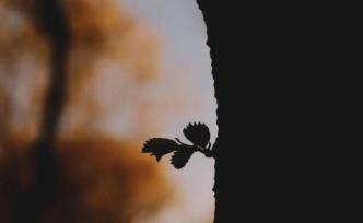 老子：人法地，地法天，天法道，道法自然