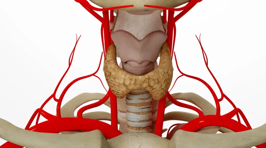 解答左甲状腺素相关七大疑问 第五项最可能被忽视