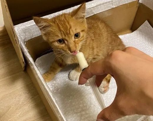 上海残障猫领养 楚楚可怜的瘫痪小橘猫