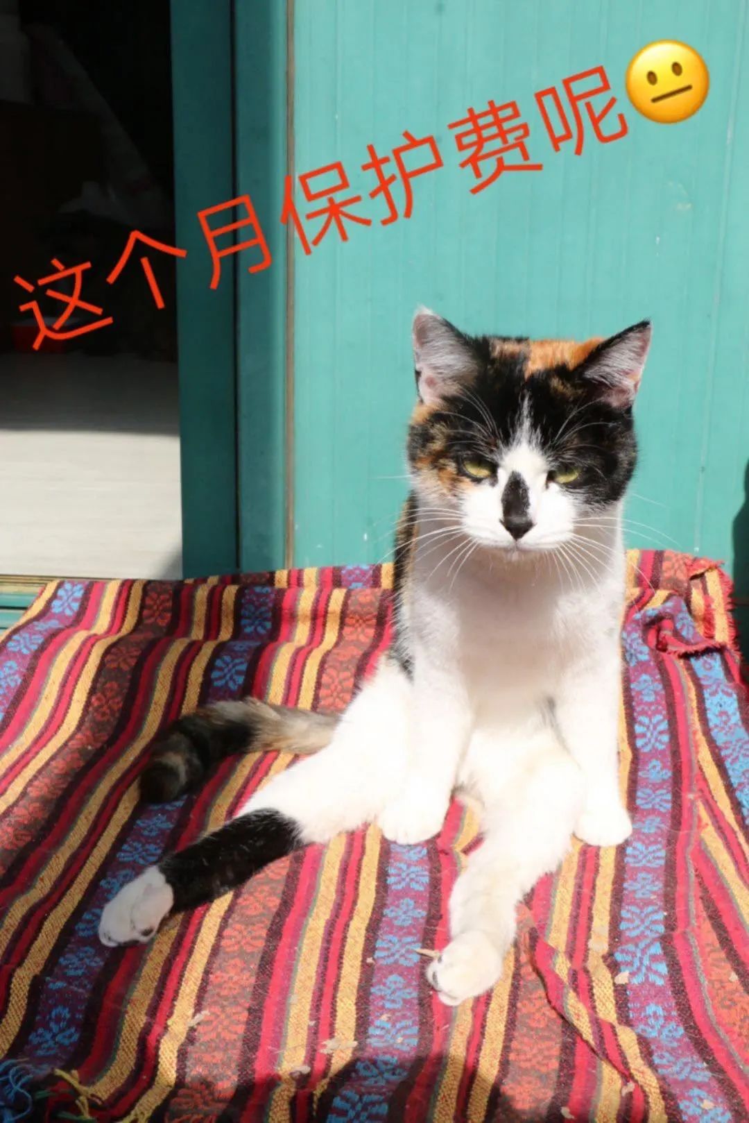 我的瘫痪猫，貌美活好易推倒，谁见都想抱_澎湃号·湃客_澎湃新闻-The Paper