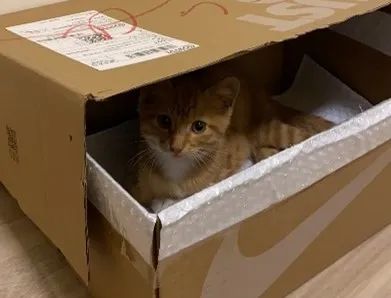 上海残障猫领养 楚楚可怜的瘫痪小橘猫