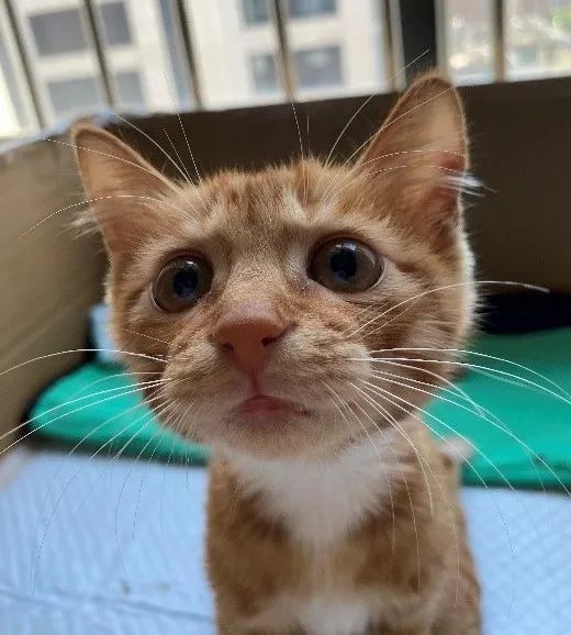 封纱窗2, 科学喂养不离不弃(出行,搬家,结婚,怀孕,生子不抛弃猫咪)3