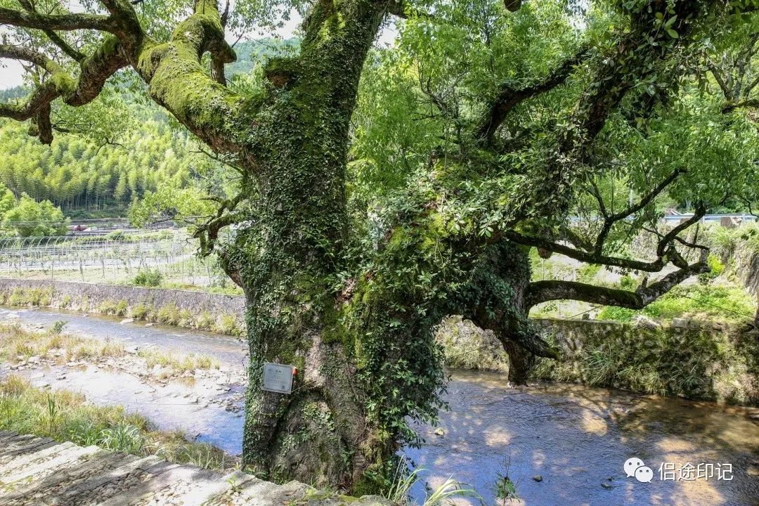 麗水鄉村紀行漫步桃源賞花品果樂享農耕生活