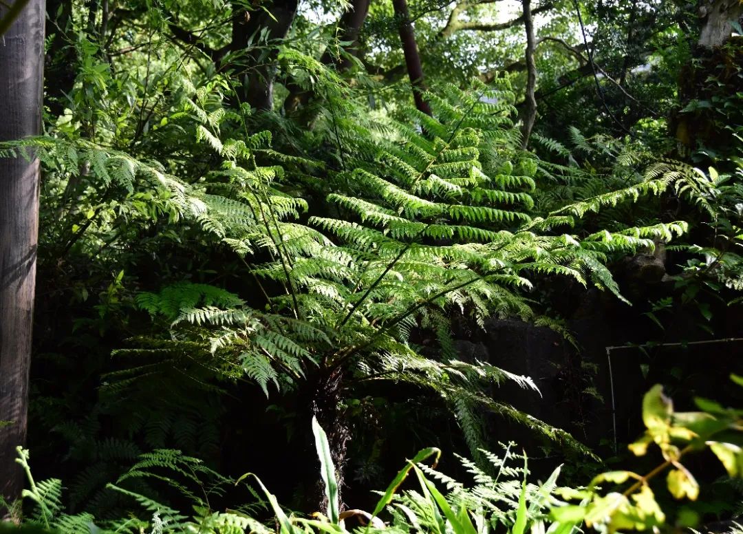 上海植物园阴生植物展推出线上导赏带你在家中尽享diy乐趣
