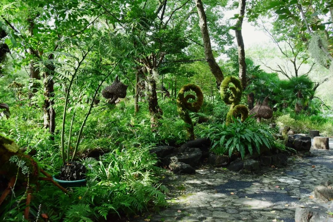 上海植物园阴生植物展推出线上导赏带你在家中尽享diy乐趣