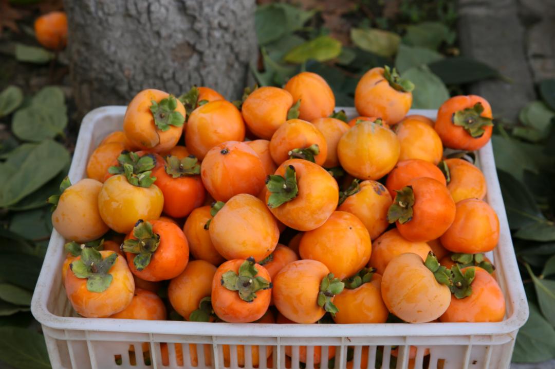 创意摘柿子大赛不见不散