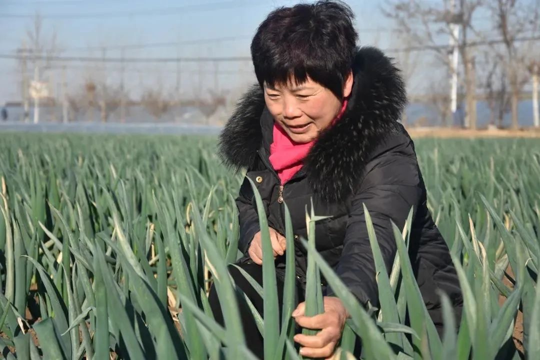 贾桂花03毕娟,1967年11月出生,现任山东华王酿造有限公司总经理.