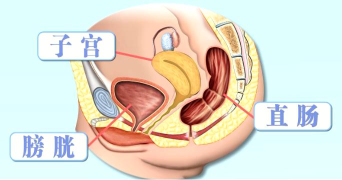 子宫宫体略倒向膀胱上方膀胱和直肠分别在子宫的前后接下来认识一下