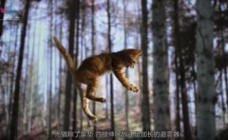 为何猫从高楼坠落能毫发无损？