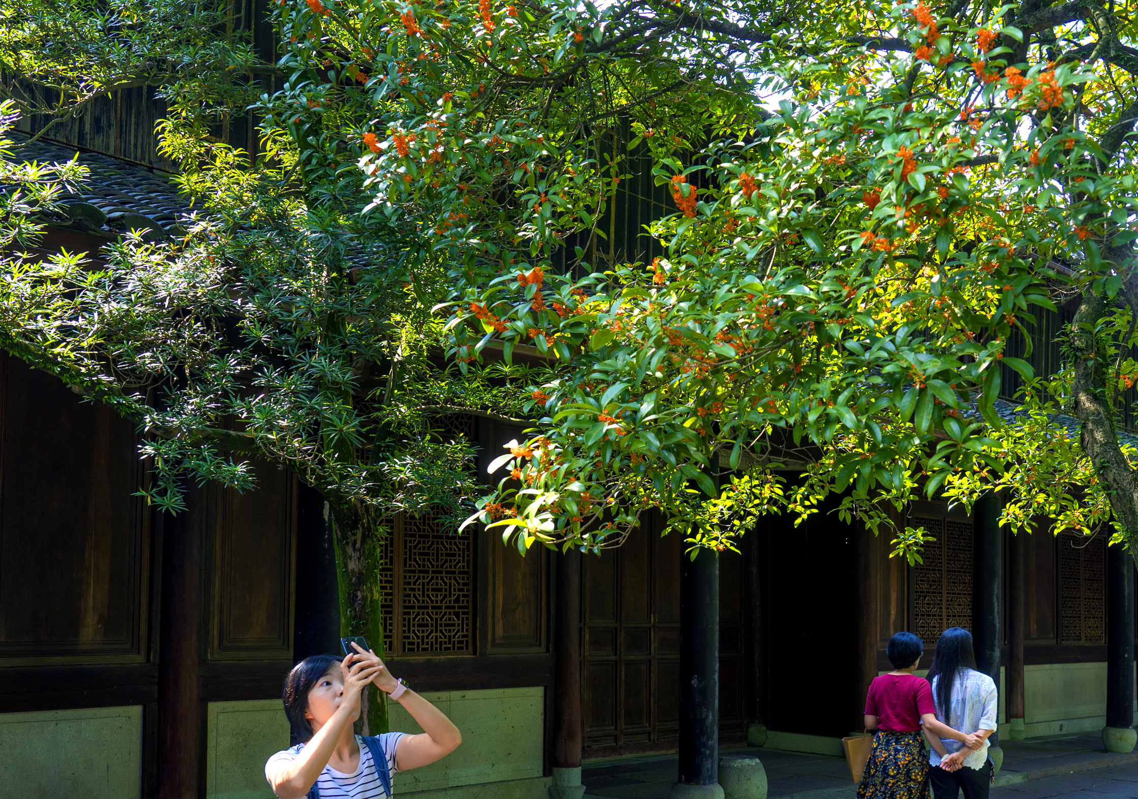 闻天一阁的桂花香了