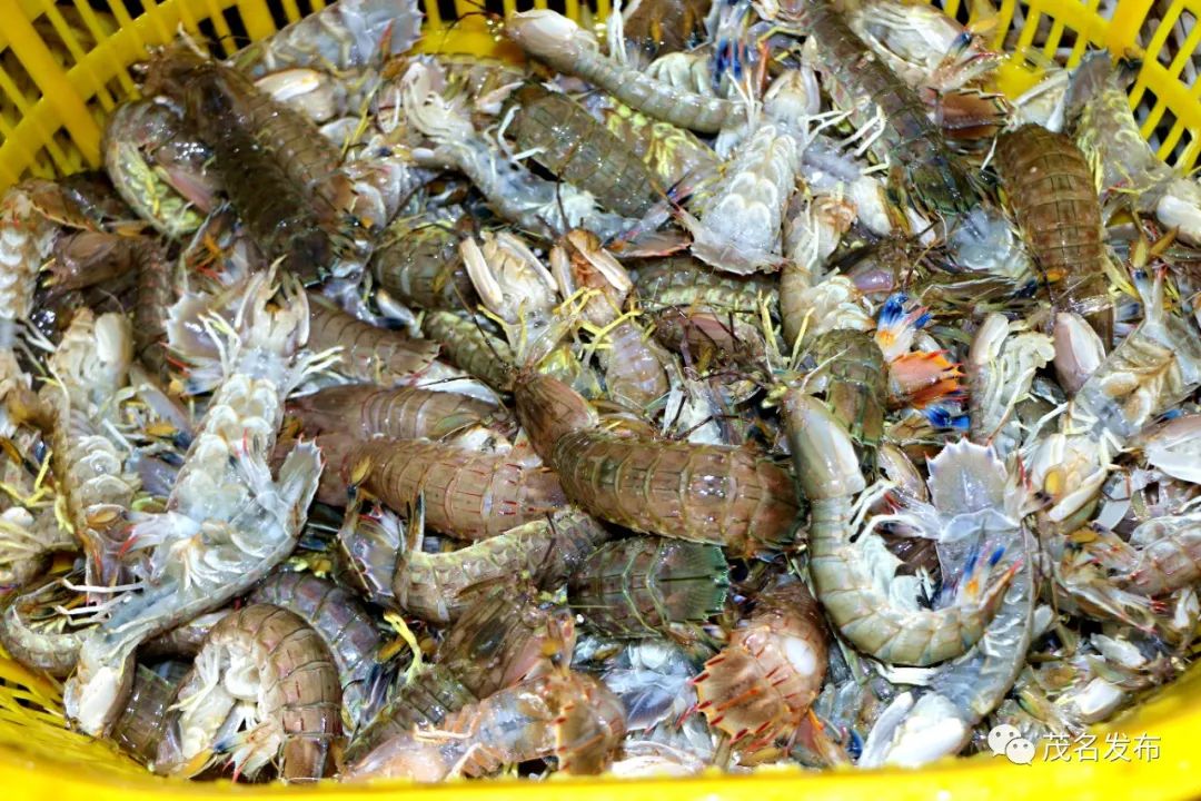 食在广东鲜在茂名③隔屏都流口水茂名海鲜一爱终生爱