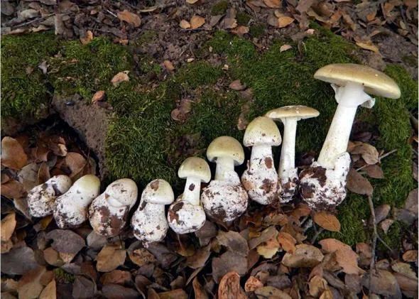 毒鹅膏致命蘑菇在蔓延