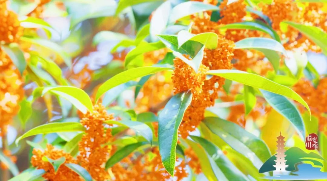 桂花苗木基地