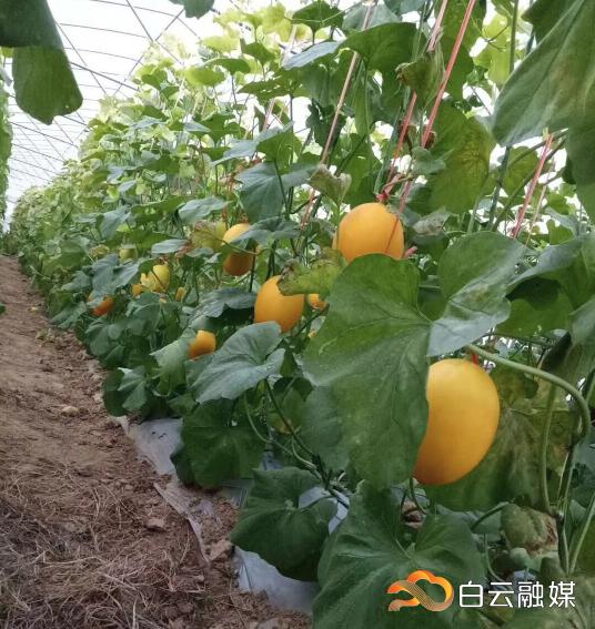 8祥记水果农产品专业合作社基地种植以无公害花生麸为主要肥料,主要