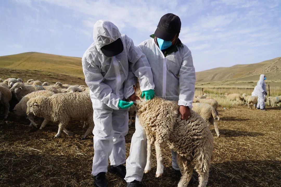据了解,肃南县大河乡为确保秋季动物防疫按时保质保量完成,从9月10日