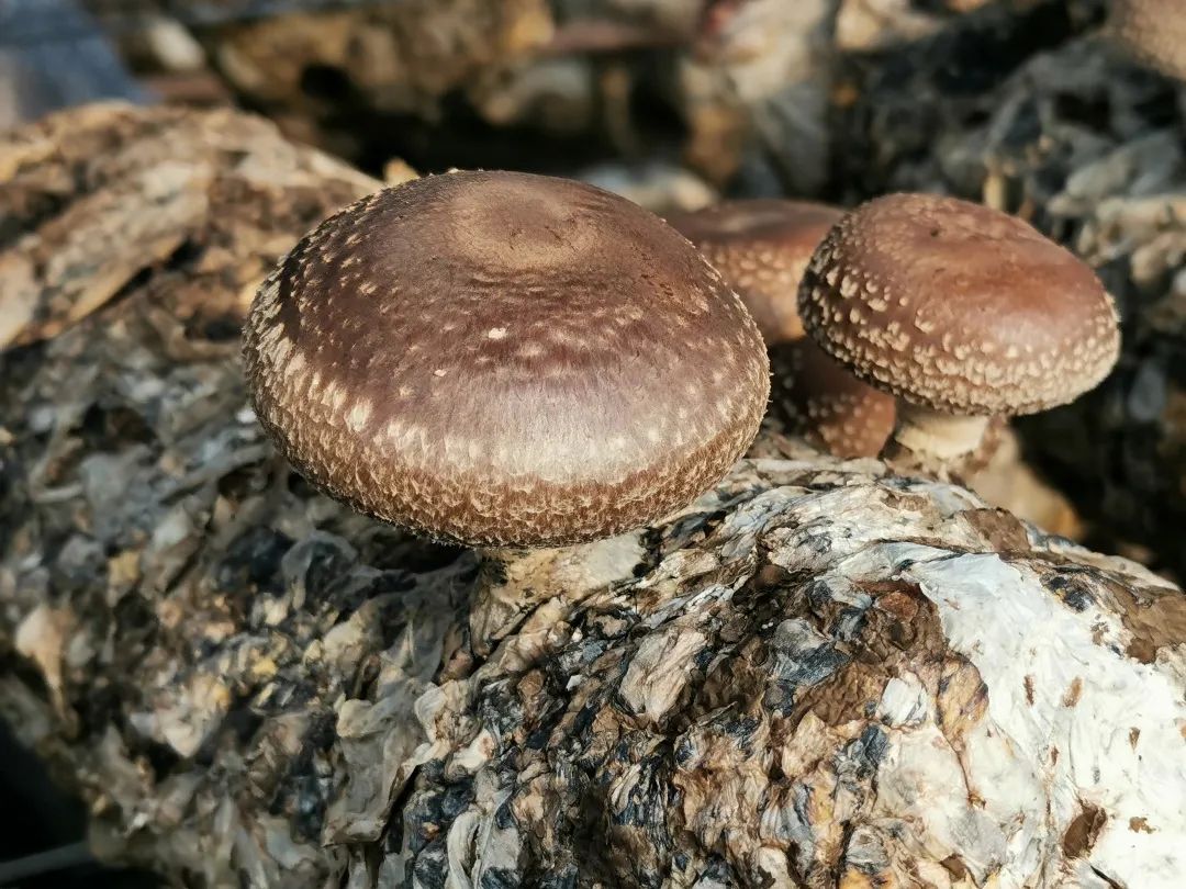 棒入園生產經營即可也就是說農戶在園區從事香菇生產可以免費使用大棚