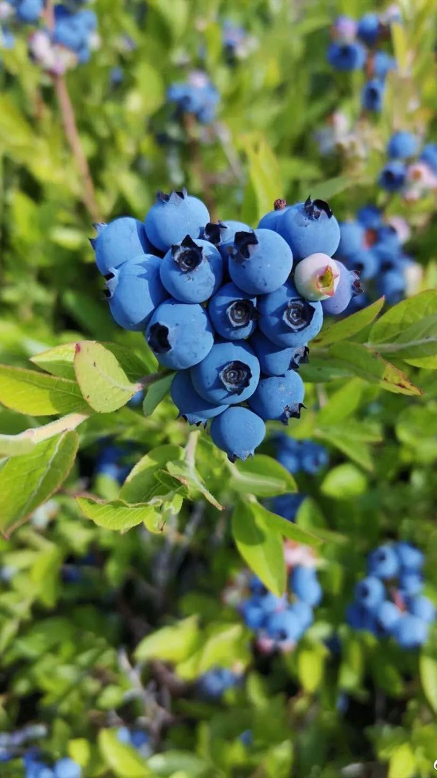 如果小康生活有颜色,它应该是……_媒体_澎湃新闻-the paper