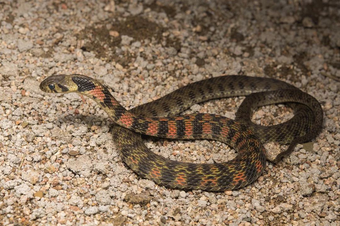 例如俗称为"野鸡脖子"的虎斑颈槽蛇(rhabdophis tigrinus),它们多栖息