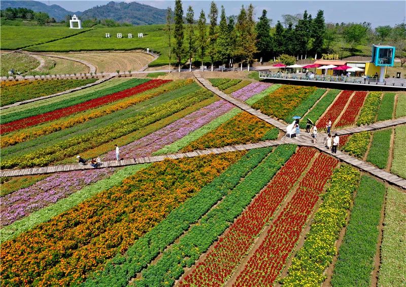 打卡点回归花田小镇开园迎客
