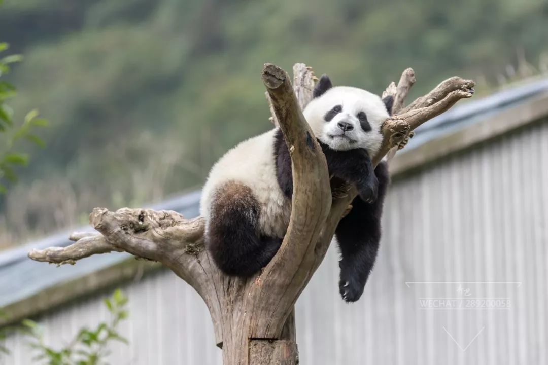 各式各样的大熊猫,各式各样的可爱,太招人喜欢了!