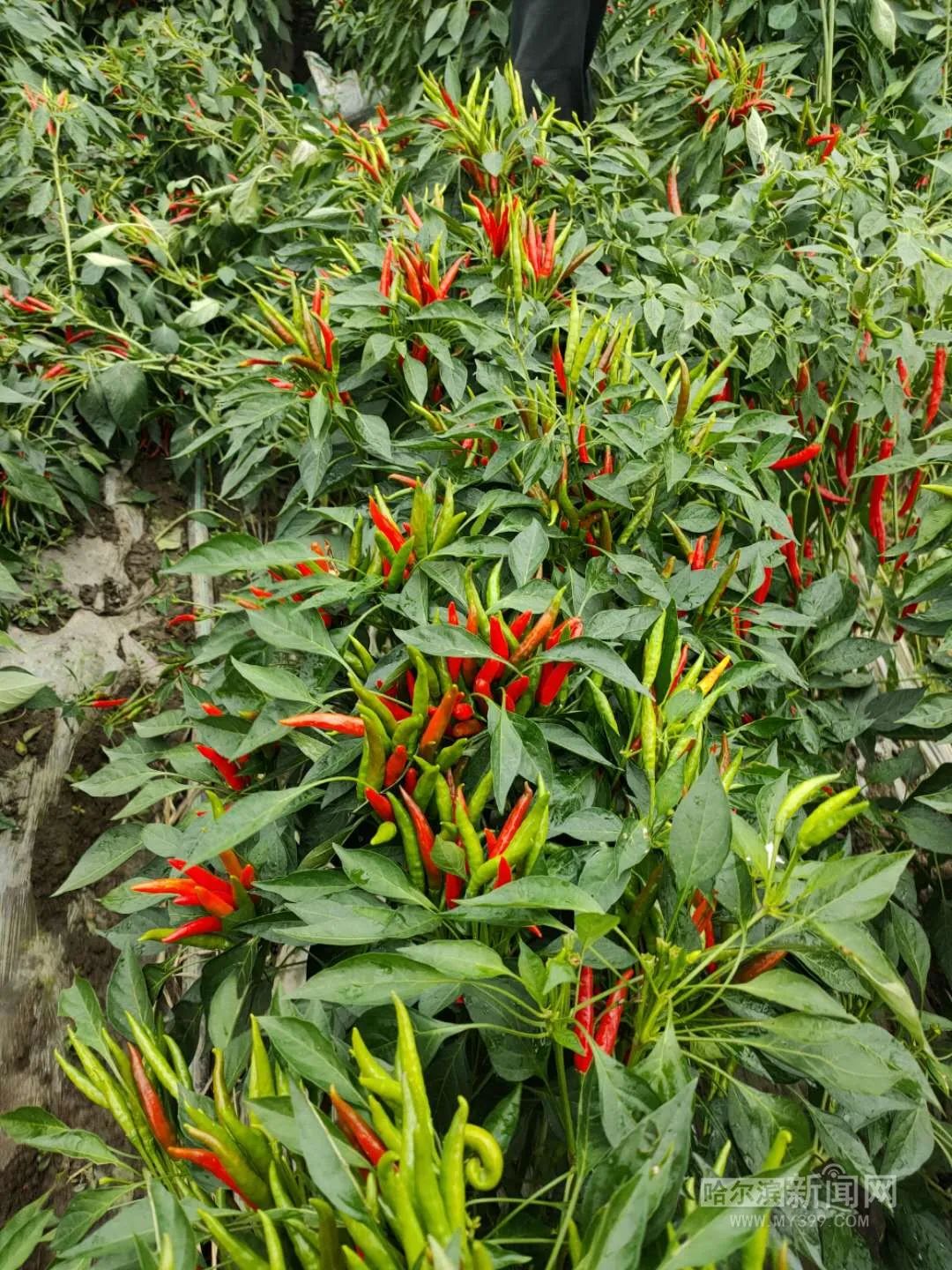 特别之年特别丰收丨闲置育秧大棚淘金朝天椒铺就致富红火路