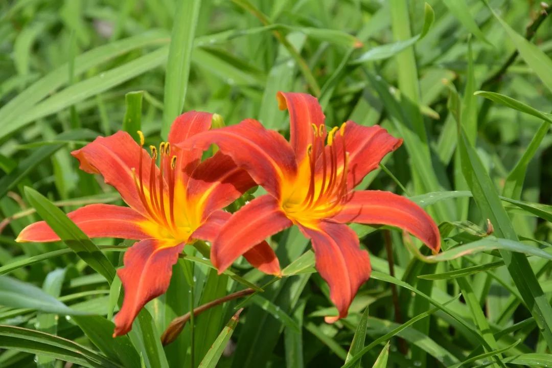 来东庄游村红野绿赏姹紫嫣红吧