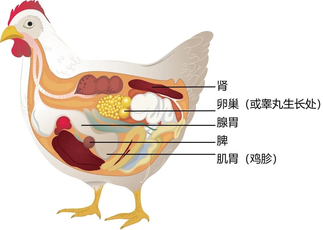 鸡内脏名称及图片大全图片