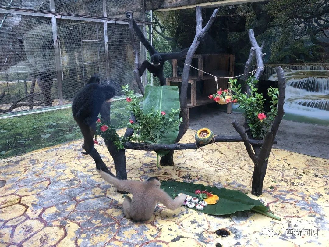 大熊貓也吃上月餅南寧動物園首次展示動物丰容製作過程