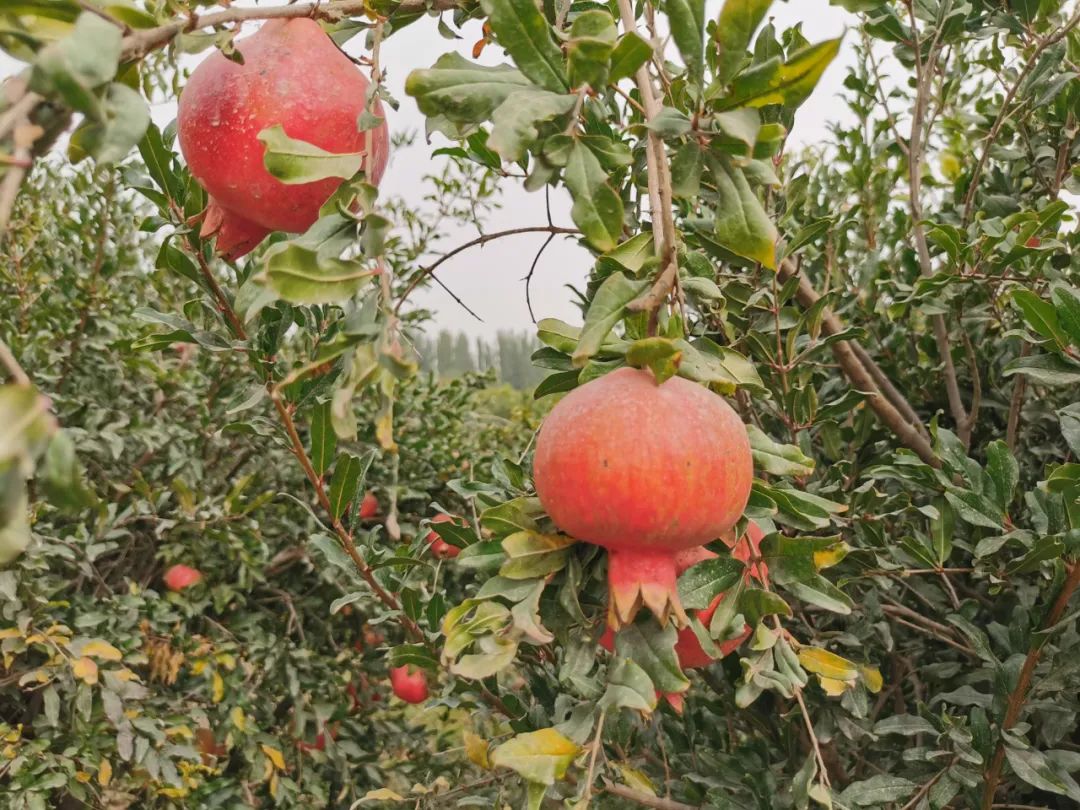 秀美喀什榴金岁月共享丰收果欢乐采摘乐伯乡双节石榴采摘活动火爆开幕