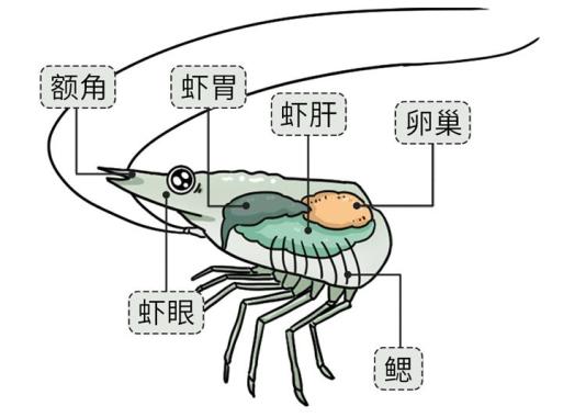 虾,螃蟹,生蚝这些部位千万别吃,毒素和寄生虫超多