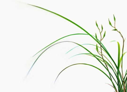 美丽的兰花壁纸来了快来更新你的屏保吧