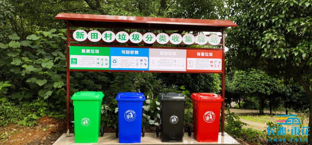 百日草种植条件和方法图片