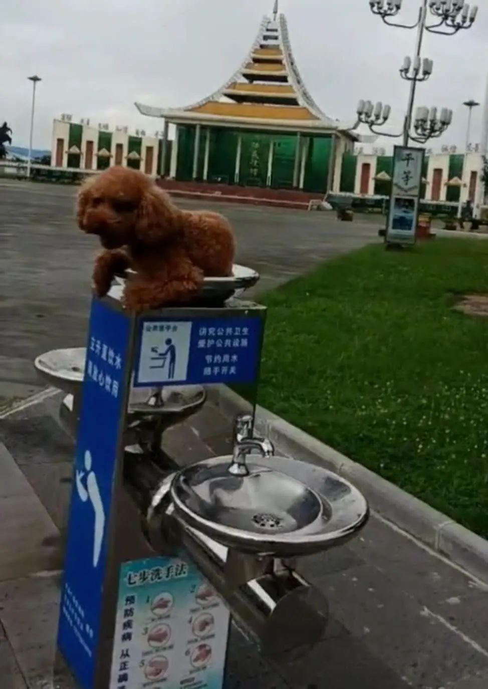 曝光台丨将狗放在芒市广场的直饮水机上摆拍,竟然还说好看!