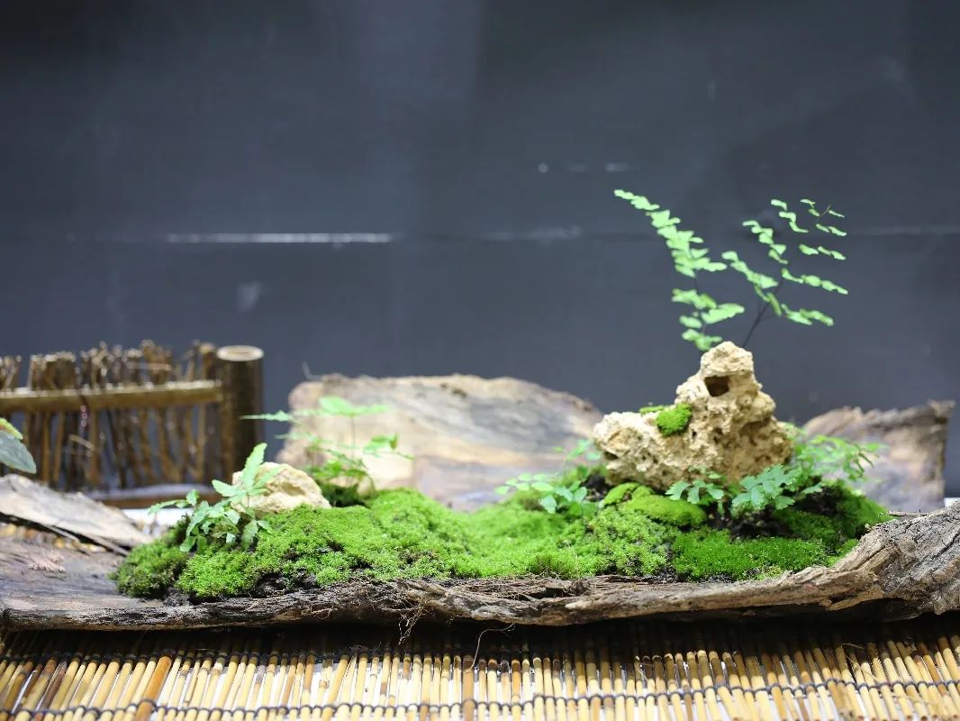 逐夢奇趣樂享園藝陰生植物展之微景觀diy製作