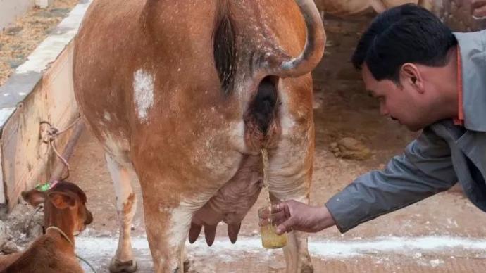 全民喝牛尿抹牛粪的印度，成就了一个全球最奇葩的产业