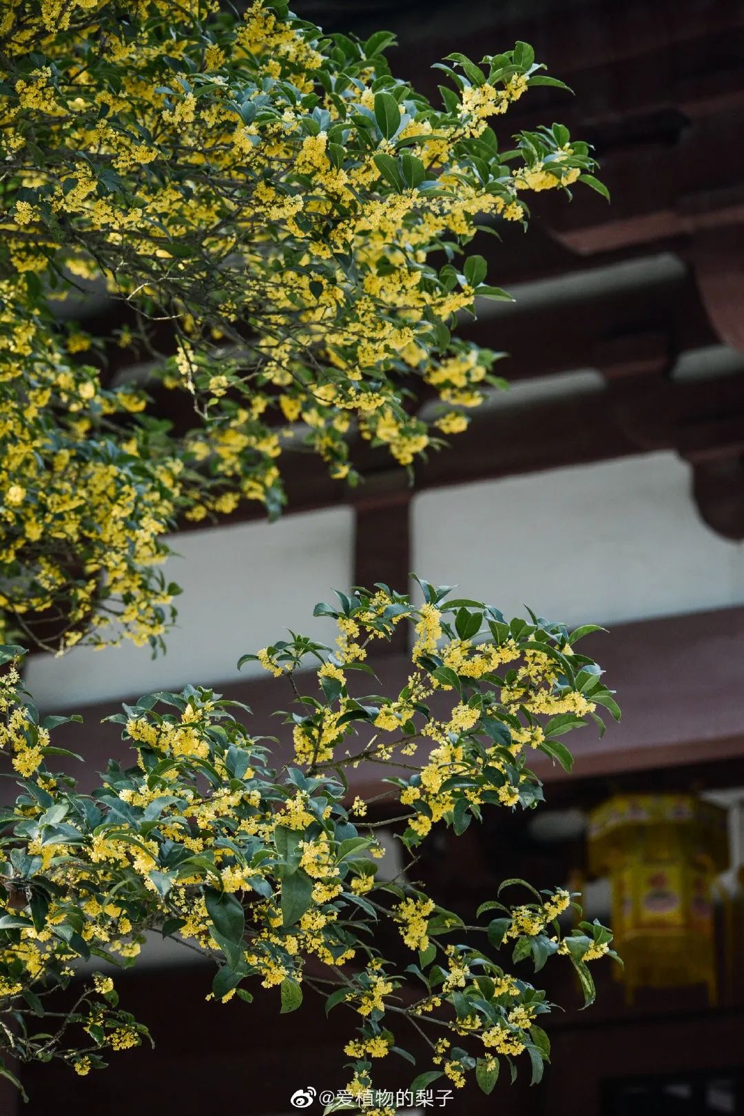 金秋桂花遍地開錯過再等一年