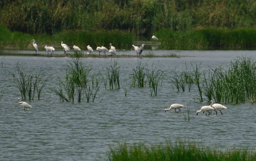 在武清大黄堡湿地遇见生物多样性之美