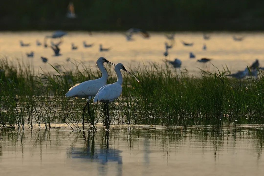 在武清大黄堡湿地遇见生物多样性之美