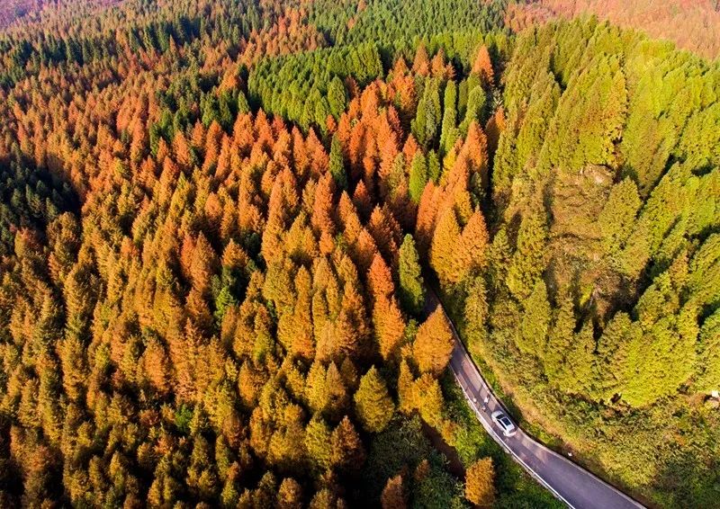 最適合來南川山王坪的時節,別錯過這些美景!